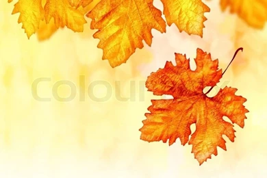 Abstract Autumn Background, Orange Autumnal Backdrop, Dry Leaves ...