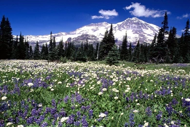 Seasonal Beauty Mountain Rainier Washington Free Desktop ...