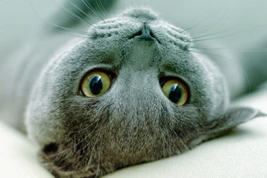 Free Desktop Wallpapers