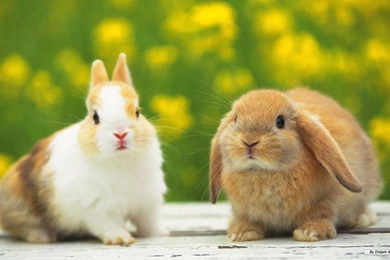 Free Wallpapers   Free Animal Wallpapers   Rabbit Wallpapers ...