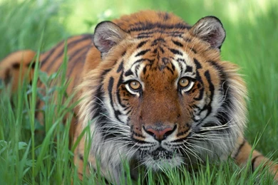 Free Desktop Wallpapers Animals   Wallpapers Cave