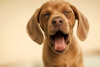 Free Wallpapers   Free Animal Wallpapers   Cute Animals 1 Wallpapers ...