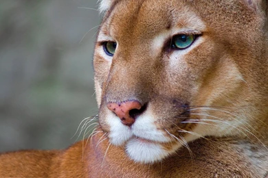 Puma Animal HD Wallpaper, Puma Animal Pictures