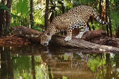 Jaguar Animal Desktop Wallpapers   , New Wallpapers, New Wallpapers