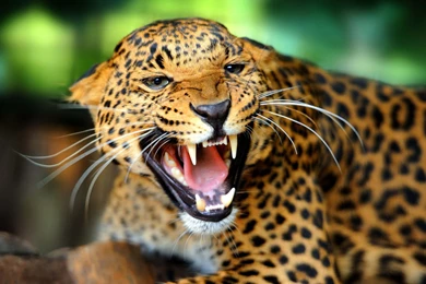 Leopard Wild Cat Animal Desktop Wallpapers   DreamLoveWallpapers