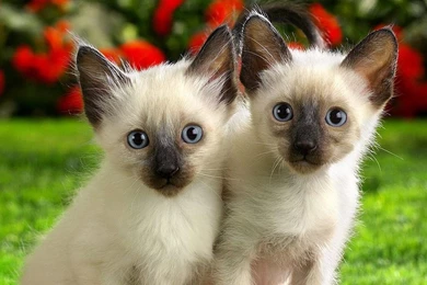 Free Animal Wallpapers   Wallpapers Cave