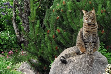 Wild Cat HD Wallpapers