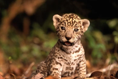 Animal baby high definition wallpapers free download cool desktop background images 1.jpg