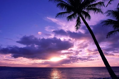 Wallpapers Murals Tropical Beach   Just For Sharing