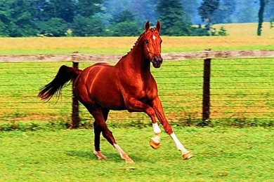 Horse Desktop Wallpapers In HD For Free