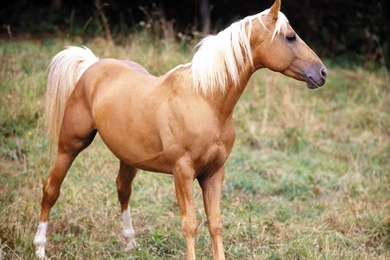 Horse Wallpapers Free Download   All Wallpapers New