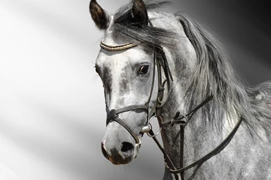 Horse Wallpapers Free Download 16187   HD Wallpapers Site