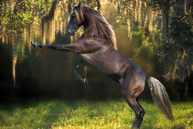 Horse Wallpapers HD Free Download