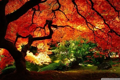 Beautiful Autumn HD Desktop Wallpapers : Mobile : Dual Monitor