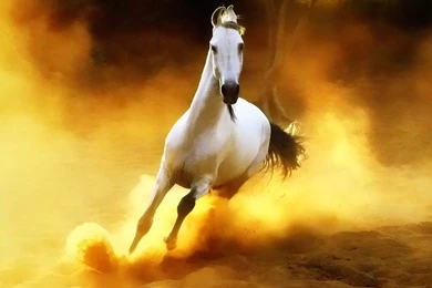 Horse 3d Beautiful White Horse Wallpapers – Wallpapers