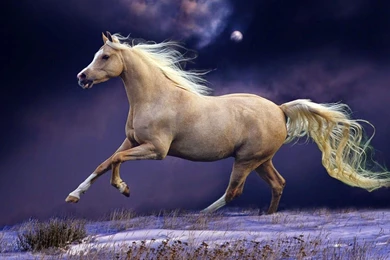 Beautiful Horses Wallpapers Free Download