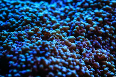 Gardevoir Wallpapers : Gardevoir