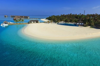 White Kitten   Wallpaper.