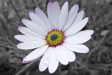 Gorgeous Flower Wallpapers