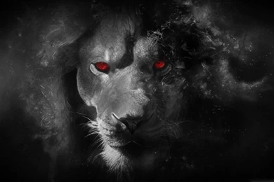 Lion Black And White HD Wallpapers For Mac 6423   Amazing Wallpaperz