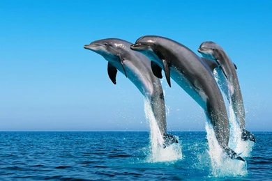 Windows 7 Wallpapers Dolphins