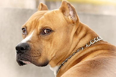 American Pitbull Dog Wallpapers   , New Wallpapers, New Wallpapers