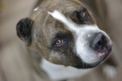 Pitbull Dog Wallpapers   , New Wallpapers, New Wallpapers