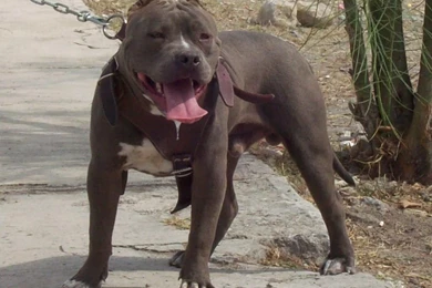 American Pitbull Dogs Wallpapers