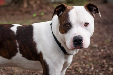 Pitbull Dog New Wallpapers