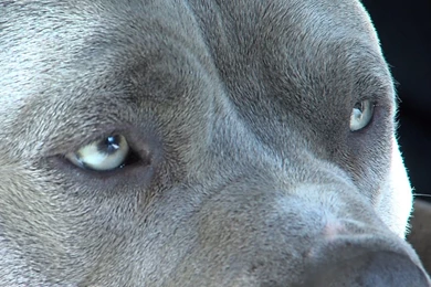 Pitbull Dog Eyes Wallpapers And Images   Wallpapers, Pictures, Photos