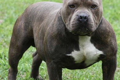 Download Pitbull Dog Wallpapers