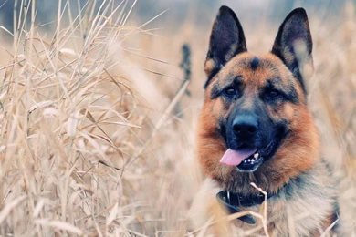 Pit Bull Dogs German Shepherd Wallpapers 1920×1080 Hot Hd Wallpapers ...