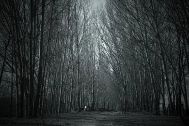 Haunted Forest Mac Wallpapers Download