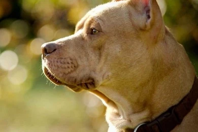 Pitbull Dog Wallpaper Background Picture.jpg