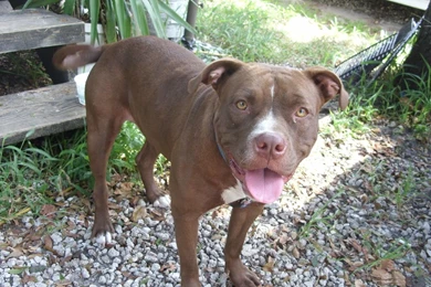 Brown, Pitbull, Dog, Wallpapers, For, Desktop, Full, Free, Pets ...