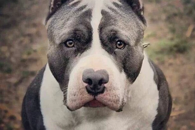 Wallpapers Pitbull Dog