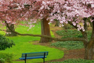 Free Wallpapers Nature Scenes   All Wallpapers New