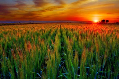 Sunset Field HD Wallpapers