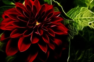 Flowers Wallpapers   HD Desktop Backgrounds   Page 26