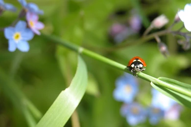 Teaching Kids About Bitmaps And Vectors