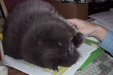 Becca's Cat Wallpapers Collection