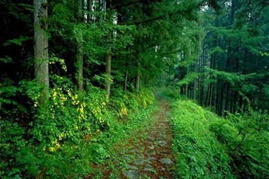 Amazon Forest Natural Rainforest Wallpapers