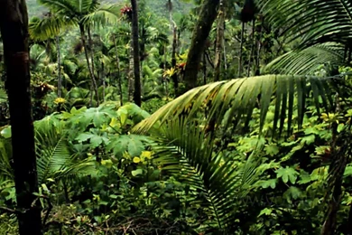 Landscape Of Amazon Rainforest In Autumn HD Wallpapers   Landscape ...