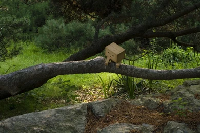 Danbo Branch Amazon Wallpapers