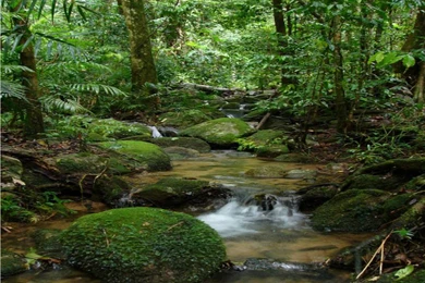 Amazon Forest Wallpapers Full HD