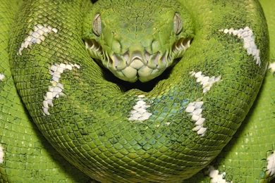 Emerald Tree Boa Amazon Equador Wallpapers