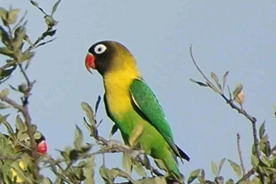Free Wallpapers Yellow Collared Lovebird In Amazon Forest