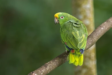 Amazon Green Parrot Wallpaper.