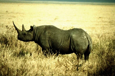 Free Rhinoceros Wallpapers Download   Animals Town
