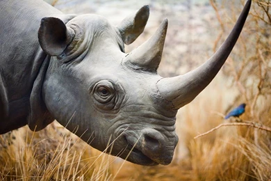 Rhino's Smile   1920x1200   Full HD 16/10   Wallpapers